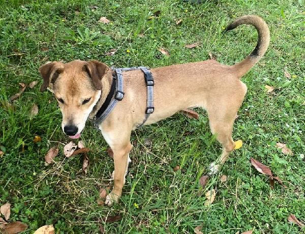 ARES CERCA UN COMPAGNO DI AVVENTURE Foto 3